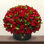Dear Valentine - Red Roses in Black Box