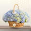 hydrangea.webp