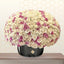 Thousand Pink and White Roses Box