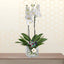 white phalaenopsis - flowers for house warming