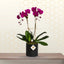 Purple Phalaenopsis 2 Stem in Pot