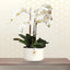 White Phalaenpsis Orchid Plants 5 Stem in Pot