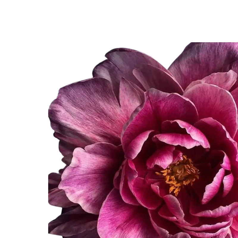 Top Frequently Asked Questions About Flower Delivery in Dubai Answered