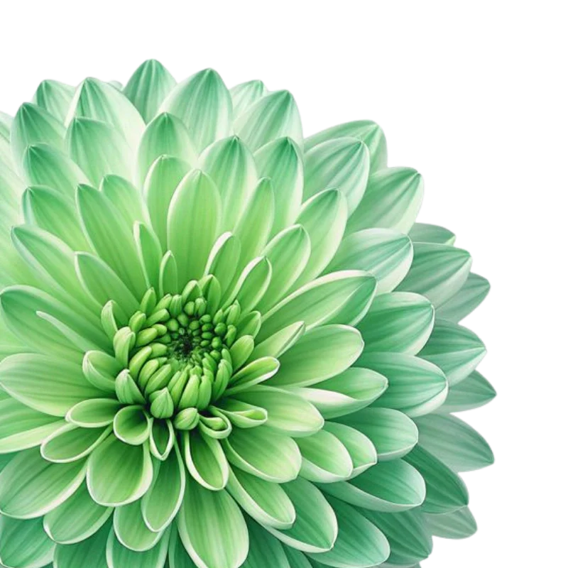 The Pros and Cons of Flower Delivery vs. In-Store Purchases in Business Bay