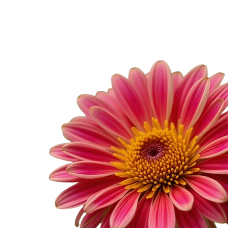 Send Flowers To Dubai For Teachers Day And Become Your Teachers Favorite