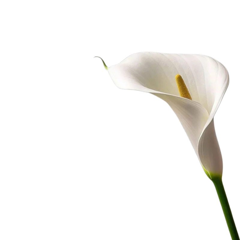 Flower Delivery To Dubai