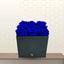 BUDAPEST- Painted Blue Roses in a Box