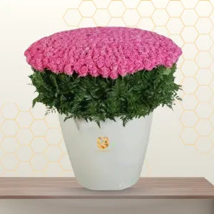 MOTYA- RIVIVEL PINK ROSES IN BOX Main image