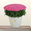 MOTYA- RIVIVEL PINK ROSES IN BOX