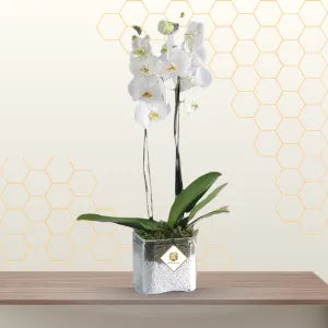 white phalaenopsis - flowers for house warming Main image