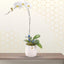 phalaenopsis white 2 stem