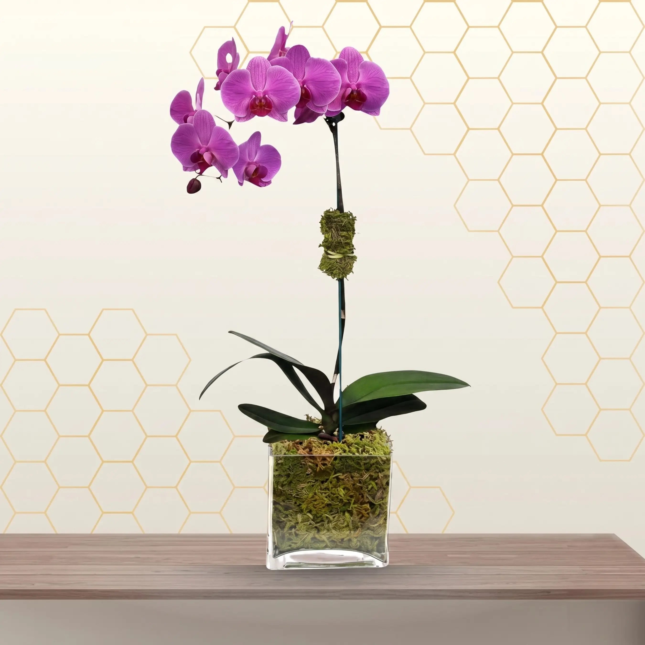 PHALAENOPSIS PURPLE Main image