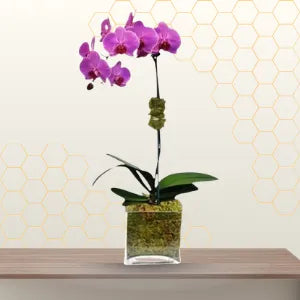 PHALAENOPSIS PURPLE