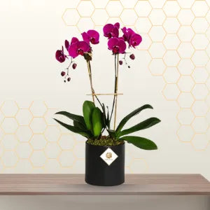 Purple Phalaenopsis 2 Stem in Pot Main image