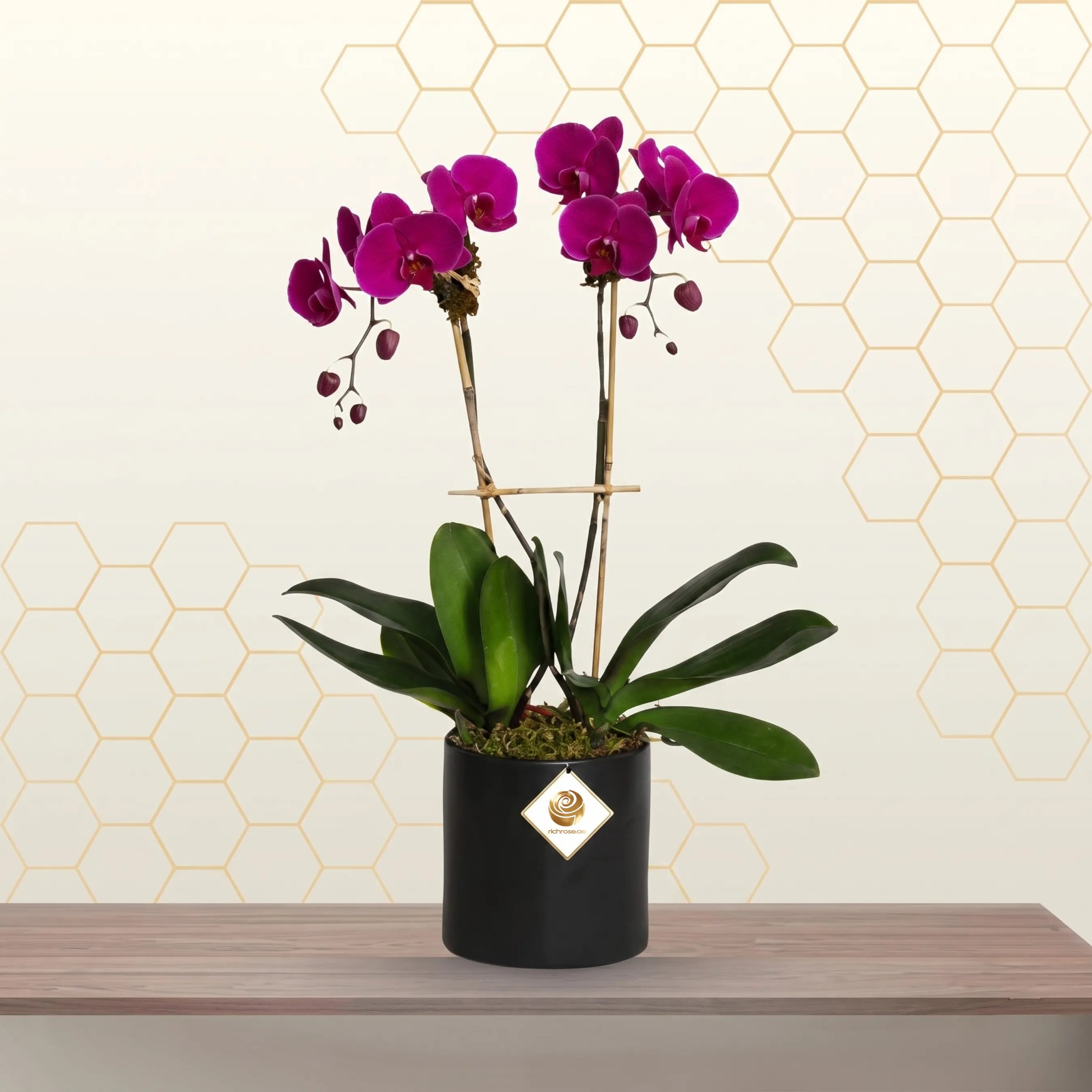 Purple Phalaenopsis 2 Stem in Pot