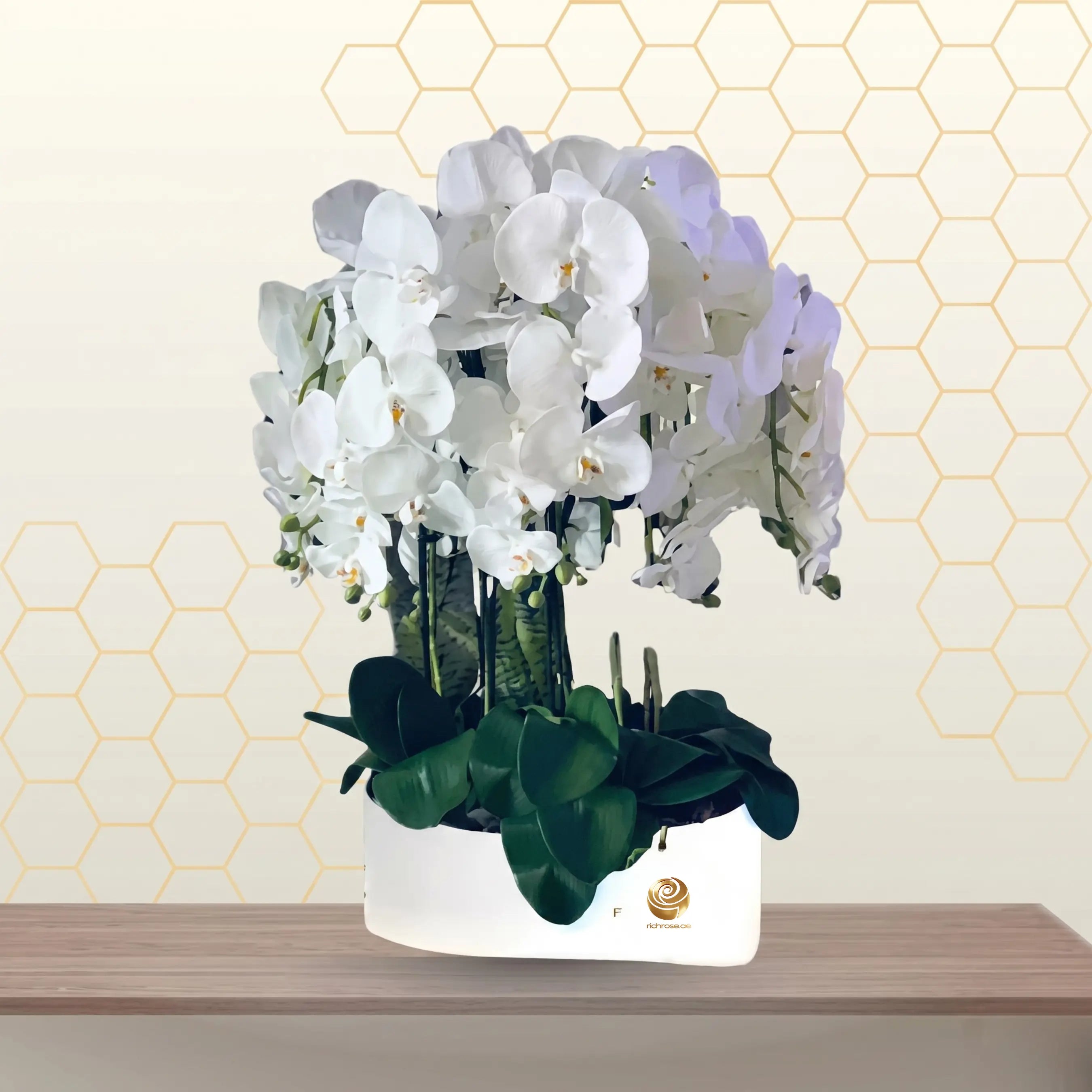 Phalaenopsis six stem