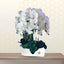 Phalaenopsis six stem