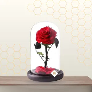 Single Red Forever Rose preserved in a clear glass cloche with a black wooden base and fallen red petals at the bottom. Main image