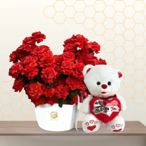 White flower box filled with red spray roses sitting next to a 45cm white teddy bear holding a heart. Main image