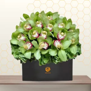 Green Cymbidium Main image