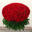 thousand red roses bunch - thousand red roses bouquet