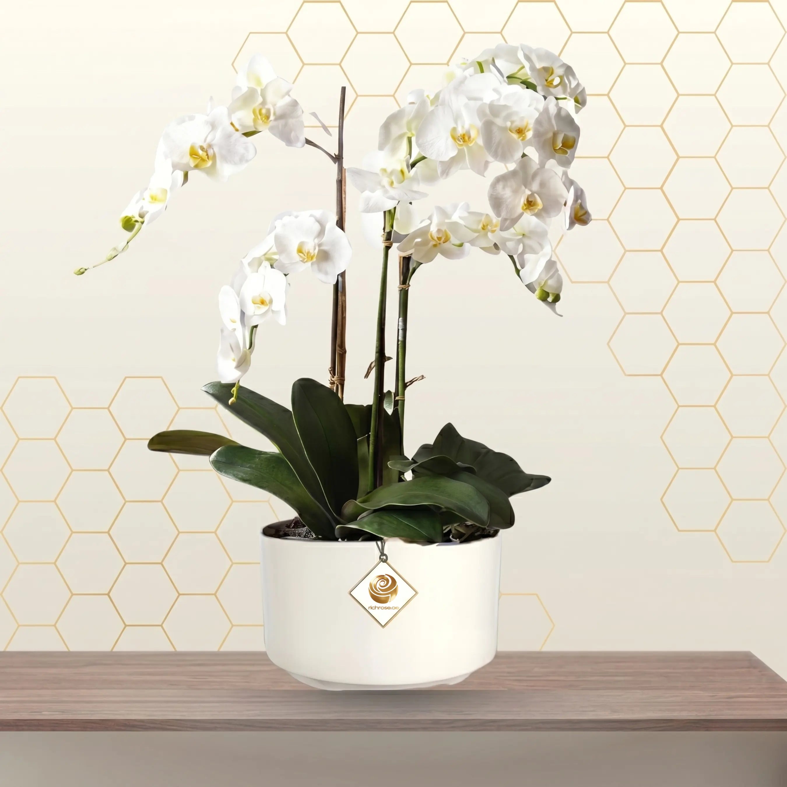 White Phalaenpsis Orchid Plants 5 Stem in Pot