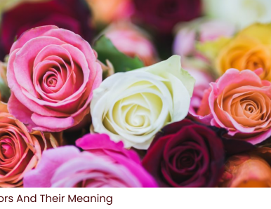 Roses Colors And Their Meaning
