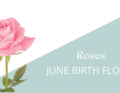 Birth Flowers for June (Roses)