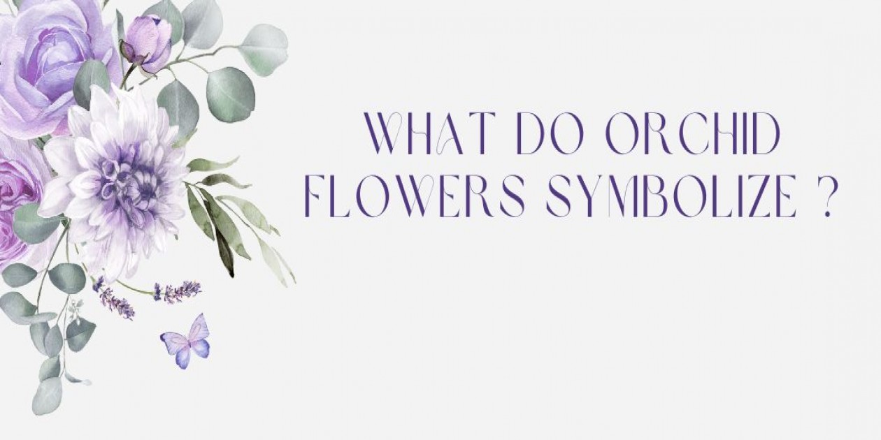 What Do Orchid Flowers Symbolize?