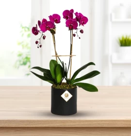 Orchid plants