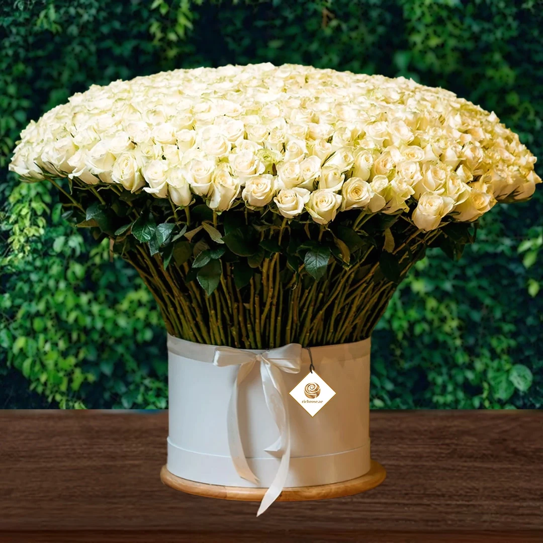 5OO Exotic White Roses in Box