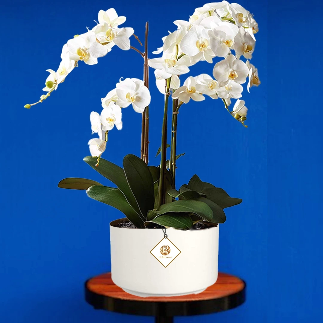 White Phalaenpsis Orchid Plants 5 Stem in Pot