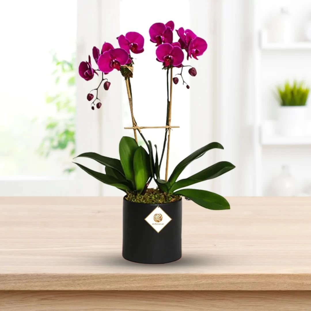 Purple Phalaenopsis 2 Stem in Pot