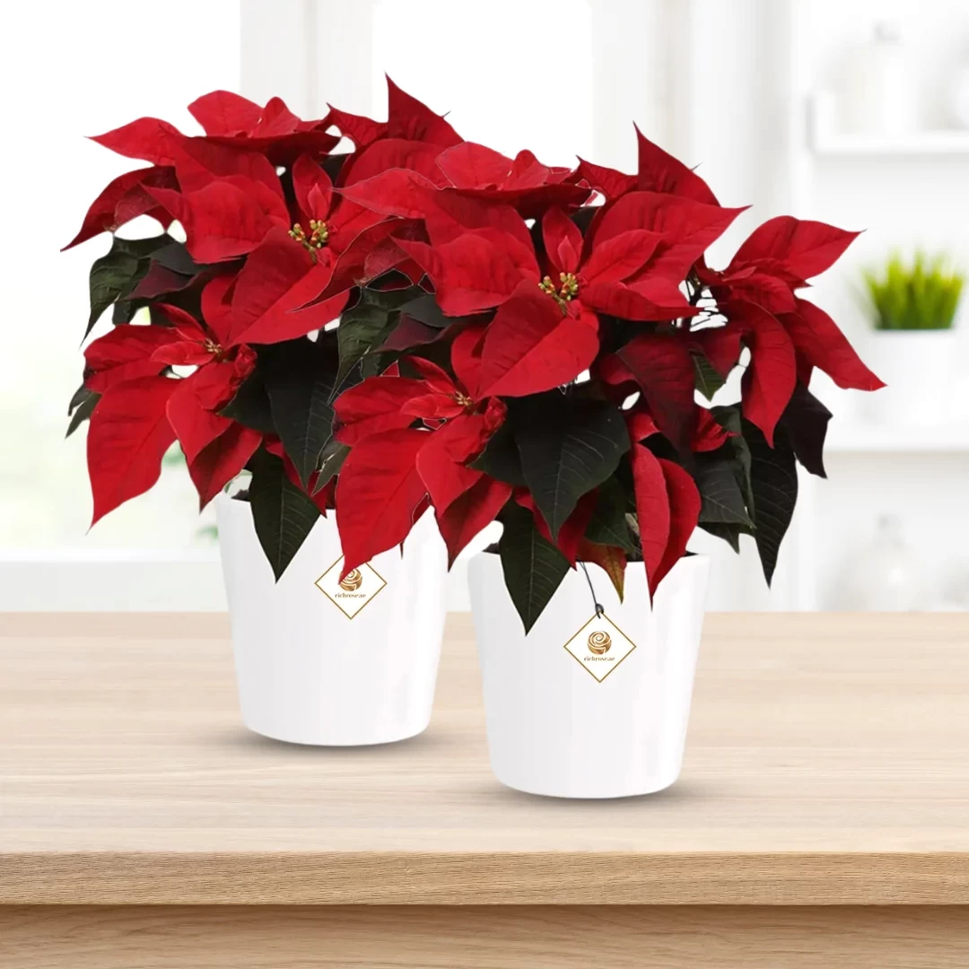 Poinsettia Christmas Plant