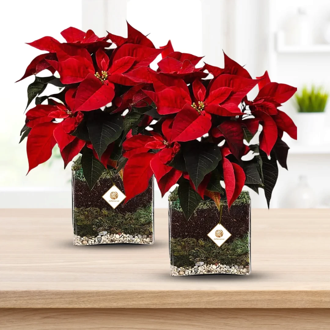 Poinsettia Christmas Plant in Vase