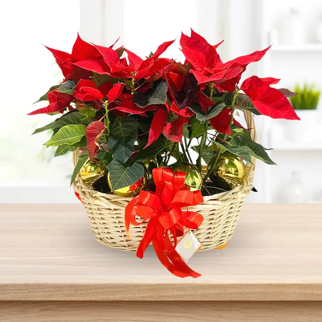Poinsettia in Basket