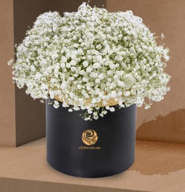White gypsophilia Flowers in black Box