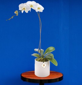 white phalaenopsis - flowers for house warming
