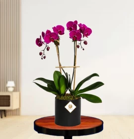 Purple Phalaenopsis 2 Stem in Pot