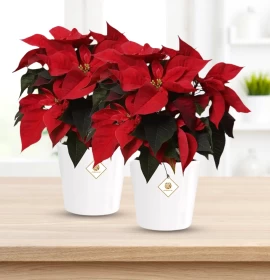 Poinsettia Christmas Plant