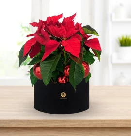 Poinsettia with Christmas Decor
