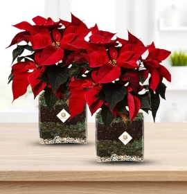Poinsettia Plant i Vase