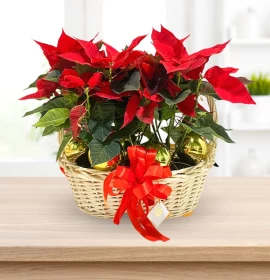 Poinsettia in Basket